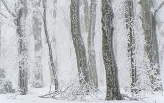 maurizio_biancarelli_foreste_42