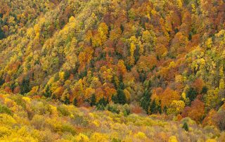 maurizio_biancarelli_foreste_44