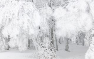 biancarelli_DSC7288