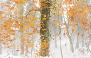Biancarelli_6027