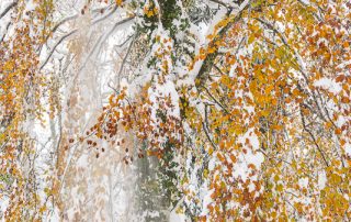 Biancarelli_DSC5589