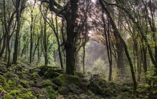 Maurizio_Biancarelli-Sasseto-