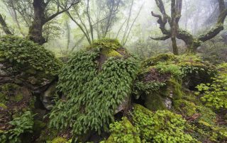 Maurizio_Biancarelli-Sasseto-21